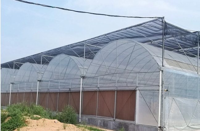 Eggplant-Tomato-Ventilation-Anti-Condensation-Greenhouse