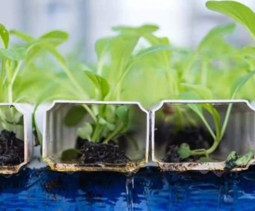 Eggplant-Tomato-Ventilation-Anti-Condensation-Greenhouse