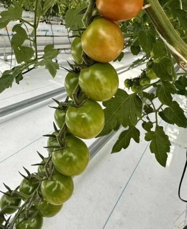 Eggplant-Tomato-Ventilation-Anti-Condensation-Greenhouse