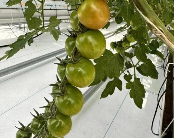 Eggplant-Tomato-Ventilation-Anti-Condensation-Greenhouse