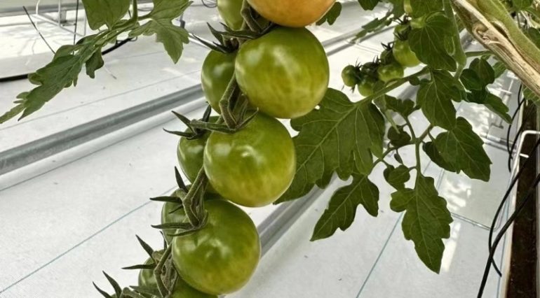 Eggplant-Tomato-Ventilation-Anti-Condensation-Greenhouse