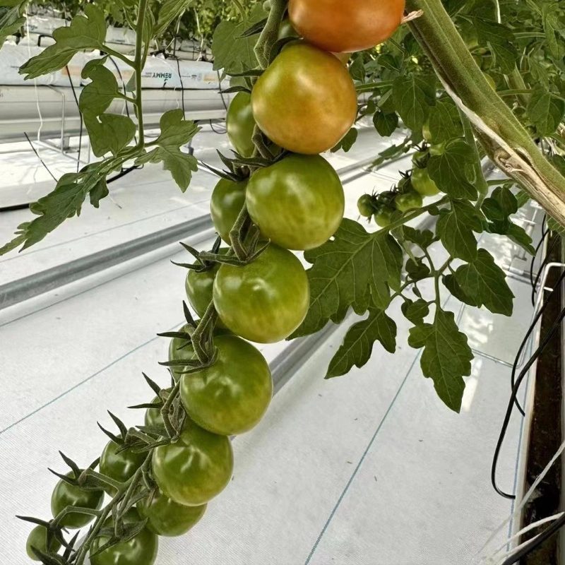 Eggplant-Tomato-Ventilation-Anti-Condensation-Greenhouse