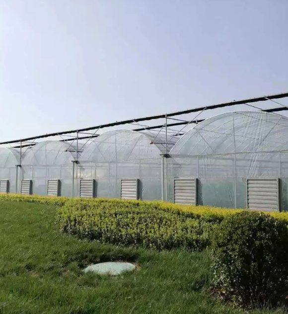 Multi-span vegetable film greenhouse