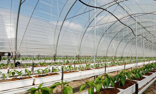 Tunnel Greenhouse for vegetable-4