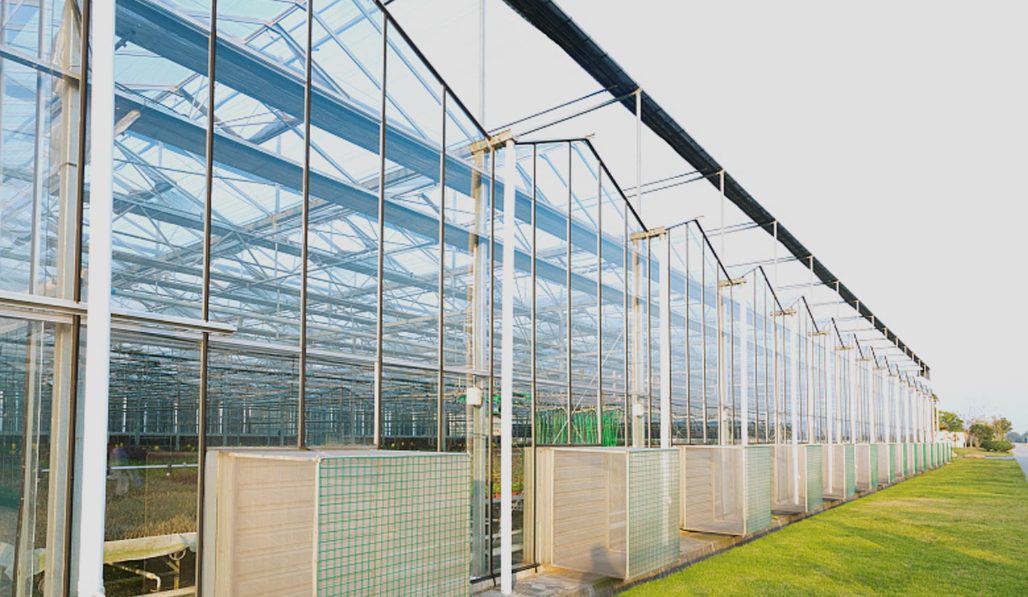 What are the common glass greenhouses?