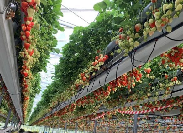 Eggplant-Tomato-Ventilation-Anti-Condensation-Greenhouse