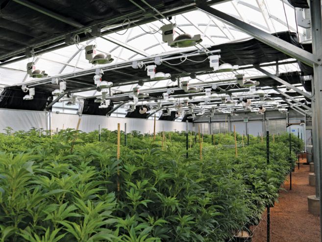 Hemp greenhouse