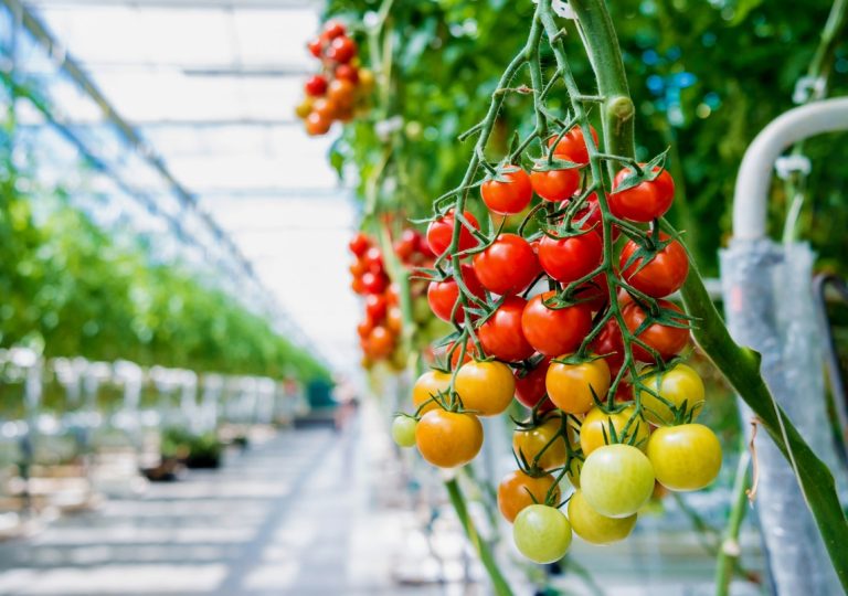 Vegetable and fruit greenhouse