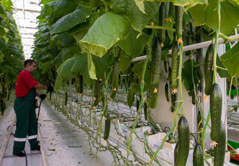 Tomato and Cucumber Greenhouse